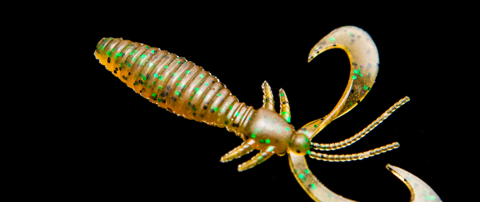 EARWIG